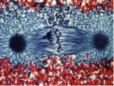 Объединение мужского и женского набора хромосом и формирование двойного набора (диплоидного). Объединение мужского и женского набора хромосом и формирование двойного набора (диплоидного).