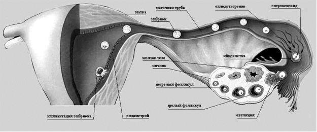 Развитие фолликула, овуляция, оплодотворение яйцеклетки; развитие, транспортировка и имплантация эмбриона