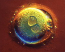 Oplodotvorenie-i-period-rannego-razvitiya-embriona2888.png Oplodotvorenie-i-period-rannego-razvitiya-embriona2888.png