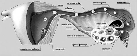 В фолликуле яичника происходит оплодотворение. Оплодотворение в маточной трубе. Процесс овуляции и оплодотворение. Продвижение яйцеклетки по маточной трубе.
