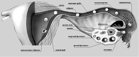 В каком яичнике происходит оплодотворение. Оплодотворение в маточной трубе. Процесс овуляции и оплодотворение. Продвижение яйцеклетки по маточной трубе.